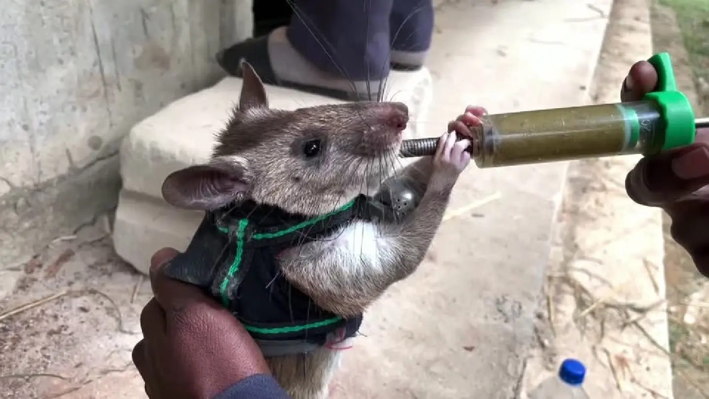 Rats with backpacks trained to find humans in disaster zones Rats with backpacks trained to find humans in disaster zones