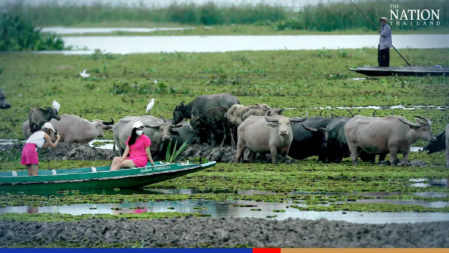 Phatthalung's Thale Noi Wetland buffaloes get FAO recognition