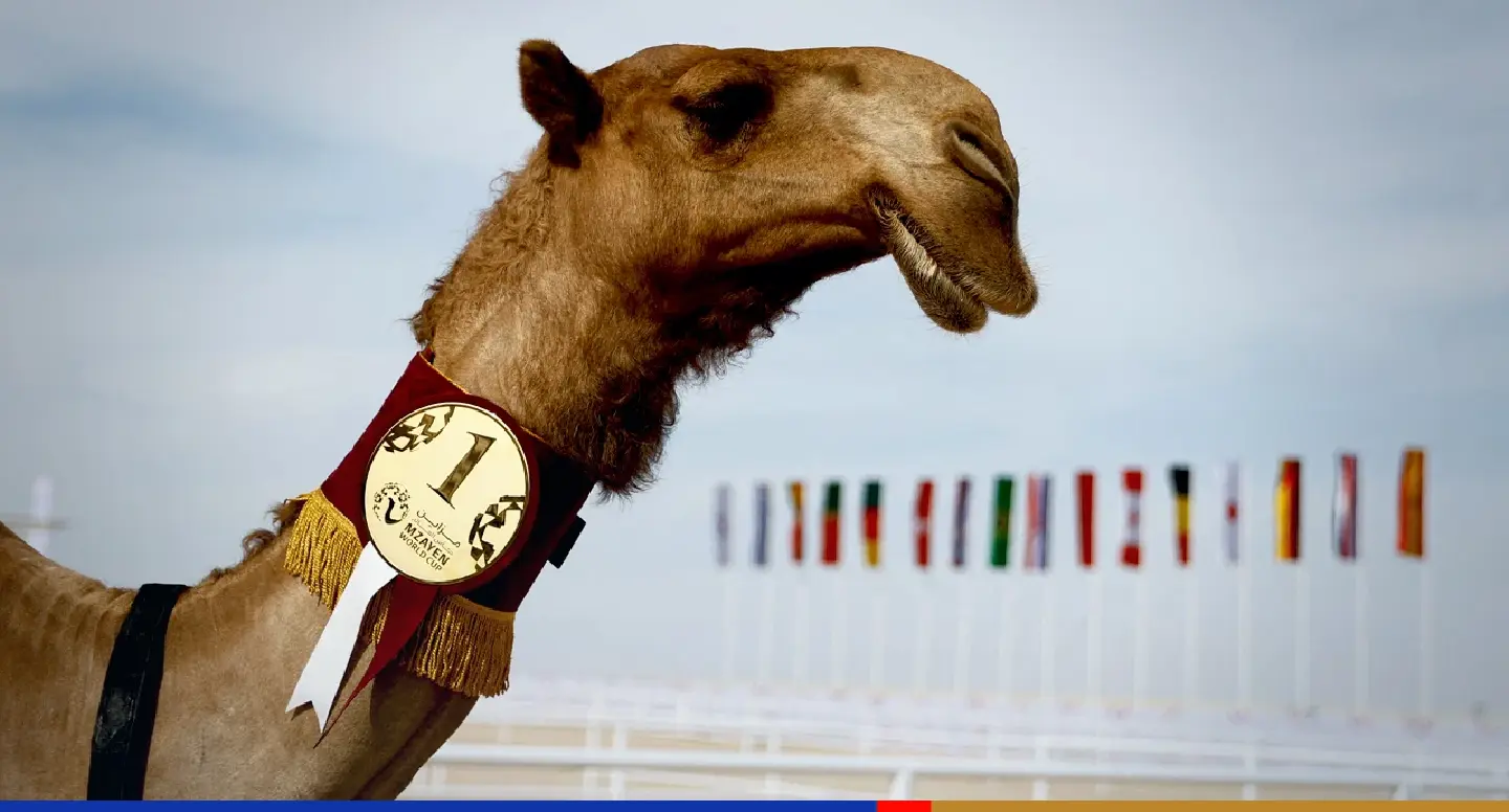Beautiful camels eclipse beautiful game at Qatar World Cup