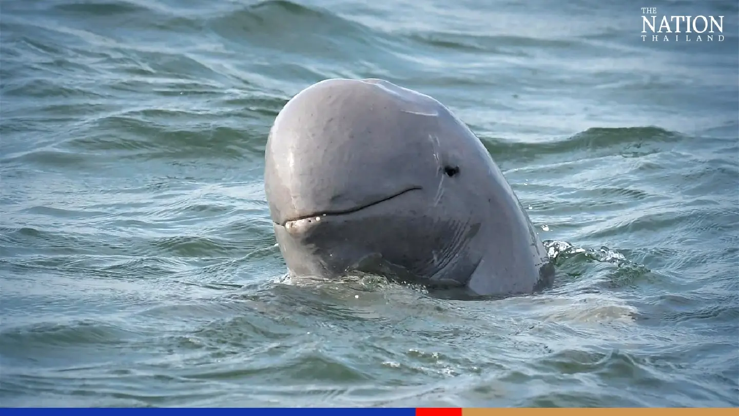 3 rare species spotted in upper Gulf of Thailand 3 rare species spotted in upper Gulf of Thailand