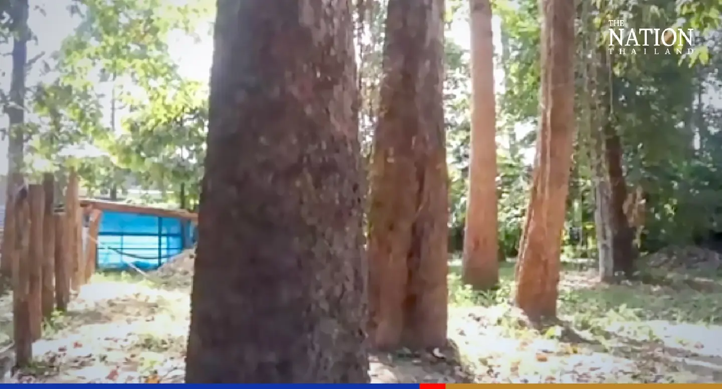 Nature’s gift: Phichit farmer taps resin trees for fuel Nature’s gift: Phichit farmer taps resin trees for fuel