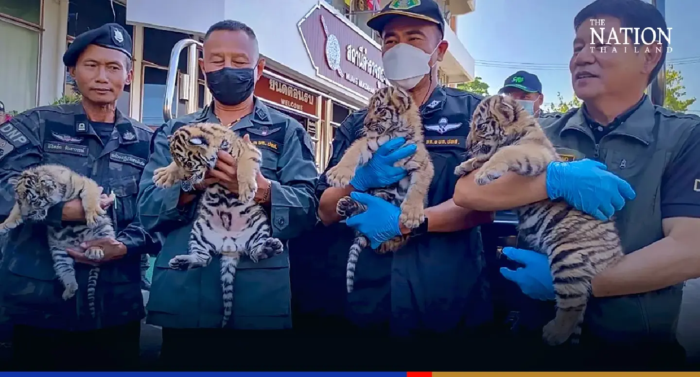 Thailand, Laos tracking down another 30 smuggled tiger cubs