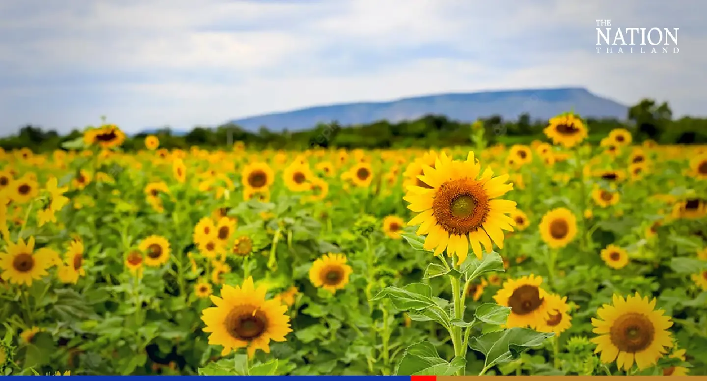Korat’s bright yellow sunflower field becomes latest social-media ‘check-in’ spot Korat’s bright yellow sunflower field becomes latest social-media ‘check-in’ spot