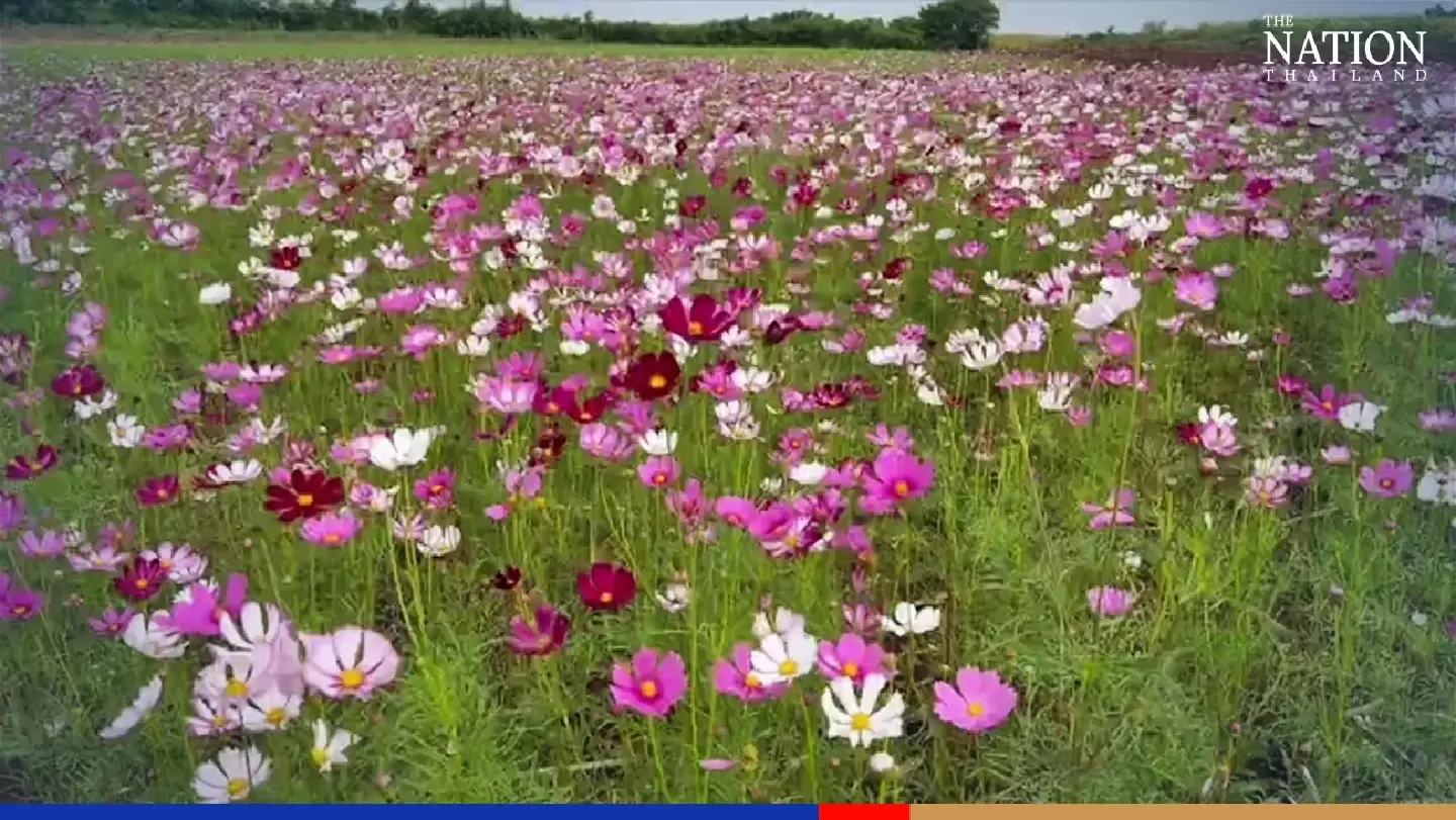 Lopburi rolls out carpet of cosmos flowers for tourists Lopburi rolls out carpet of cosmos flowers for tourists