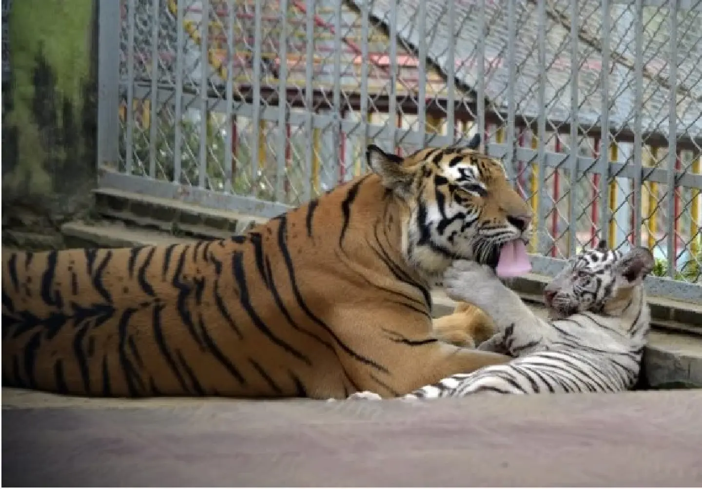Rare white tigers revive zoo in Bangladesh