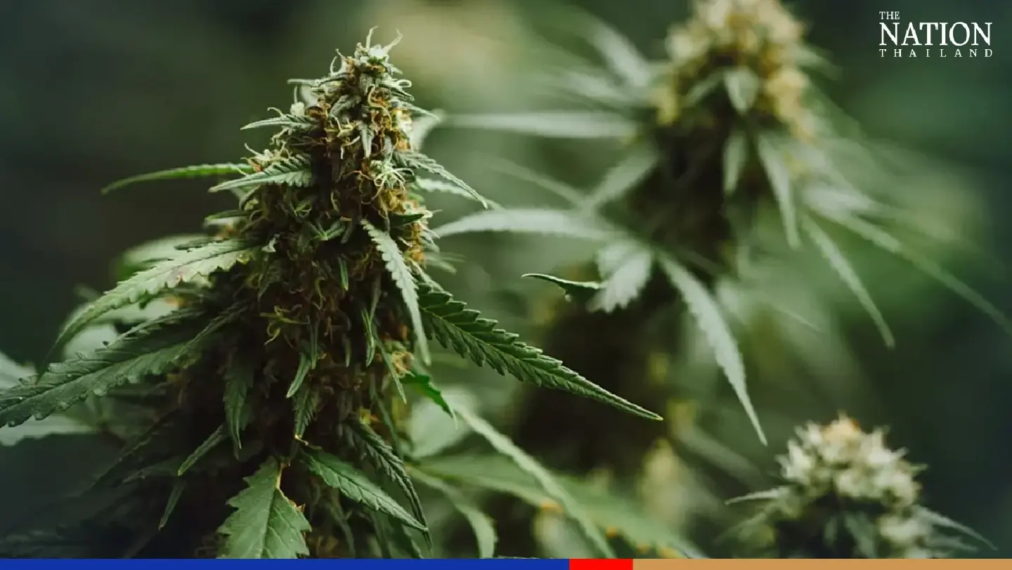 ID will be required for purchase of marijuana buds next month: official ID will be required for purchase of marijuana buds next month: official