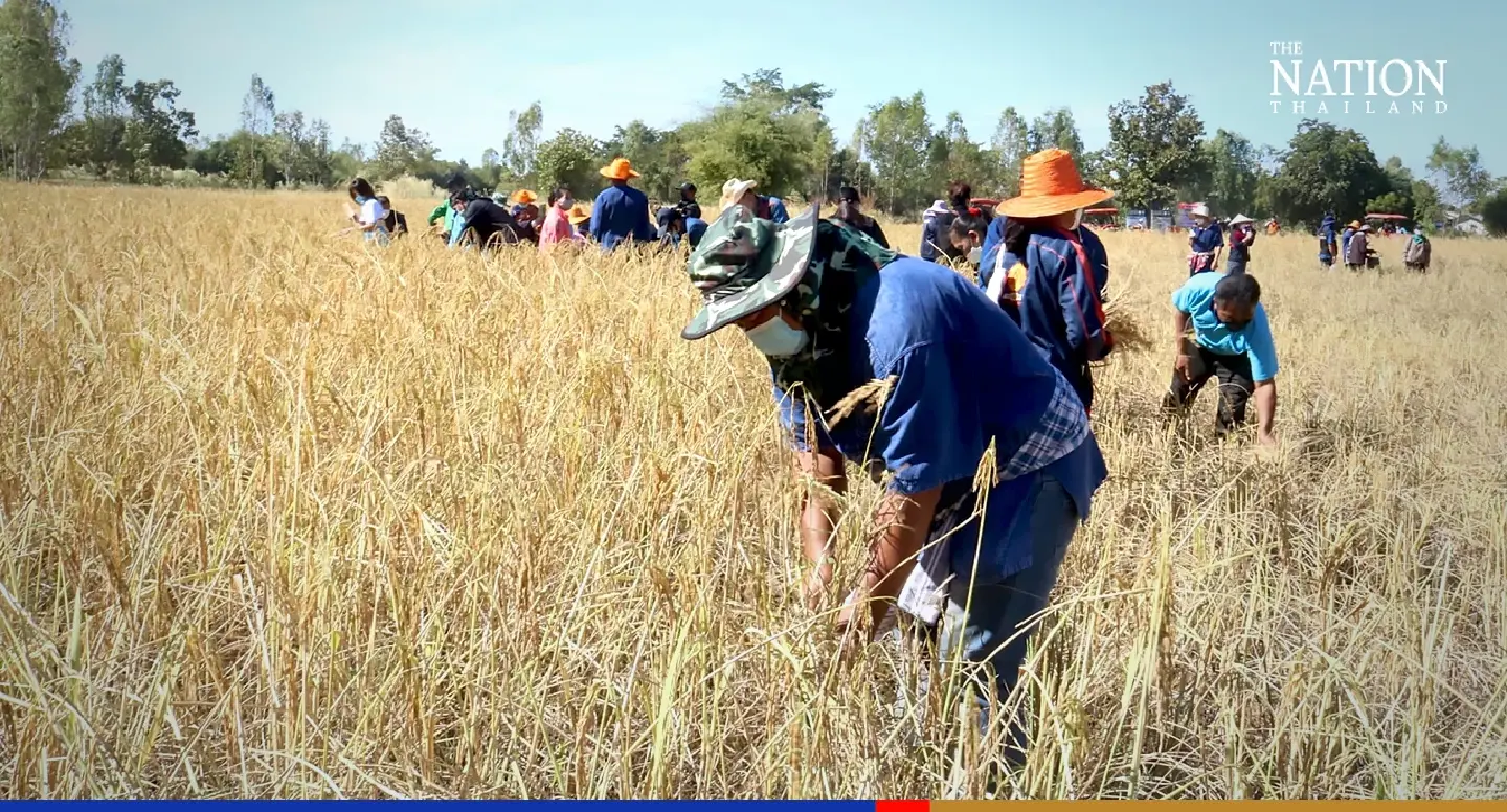 Subsidies to blame for slump in Thai agriculture competitiveness: expert Subsidies to blame for slump in Thai agriculture competitiveness: expert