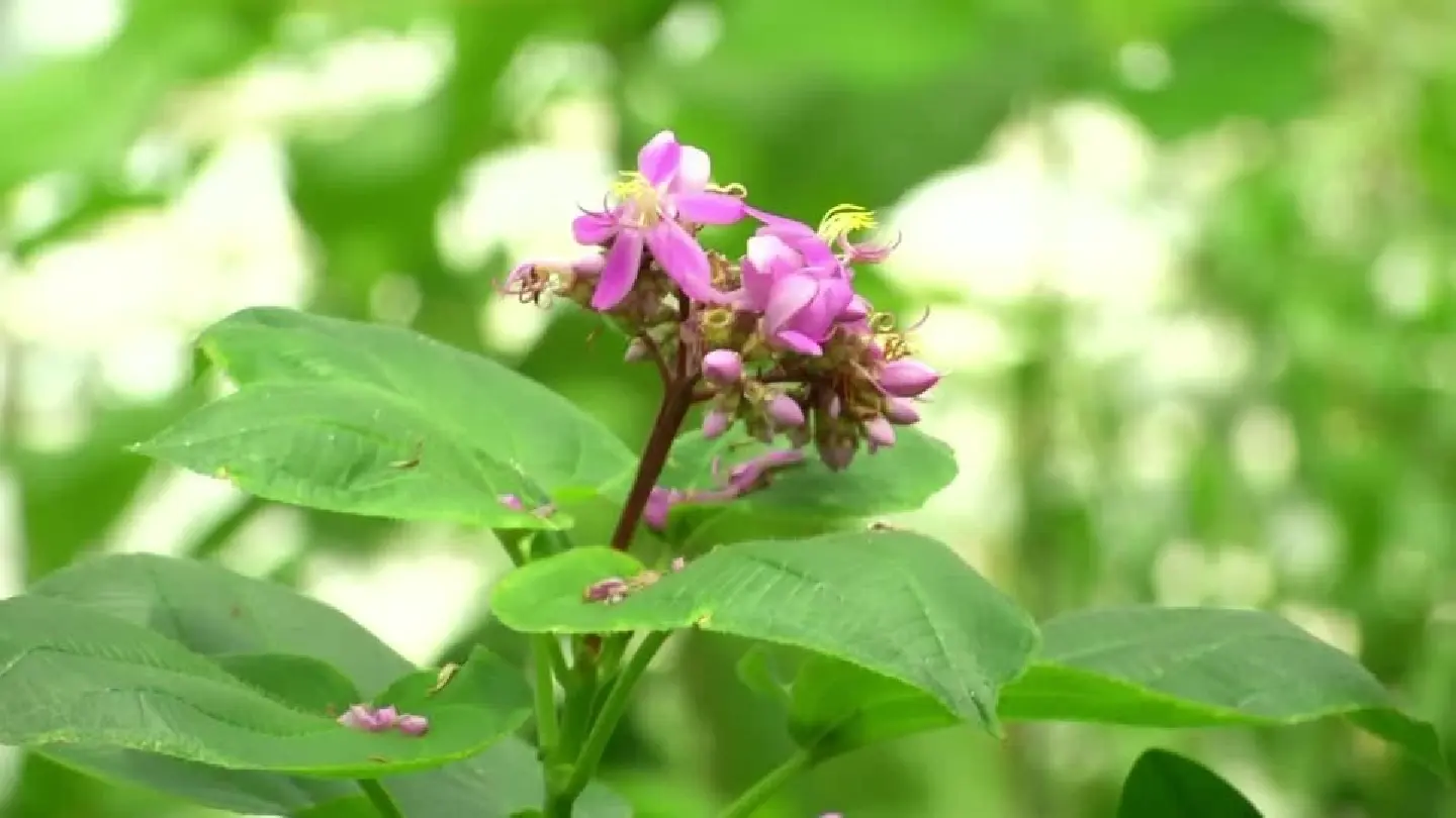 Across the world, plant species are disappearing fast