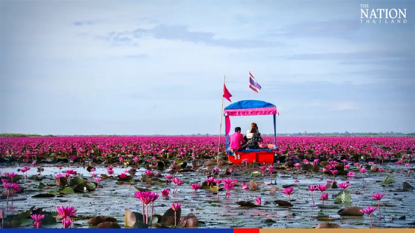 Tourism is blossoming on Udon Thani's pink lily lake Tourism is blossoming on Udon Thani's pink lily lake