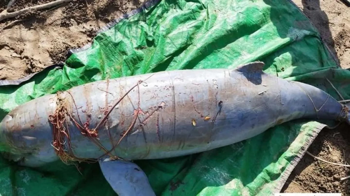 Third Mekong River dolphin found dead in a single week