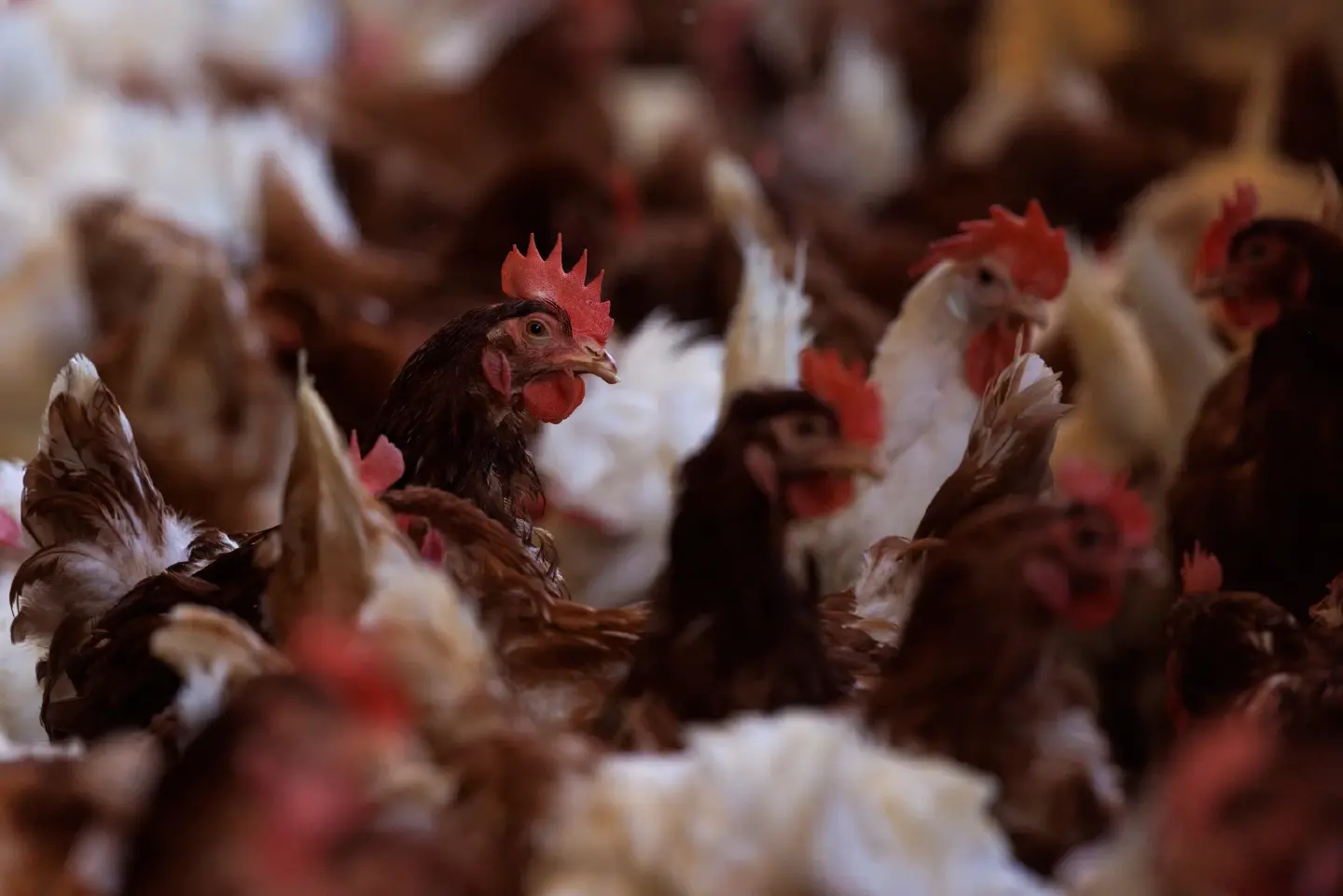 Malaysia to import chicken eggs to address ‘temporary’ shortage Malaysia to import chicken eggs to address ‘temporary’ shortage