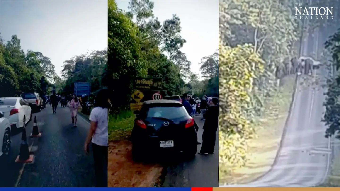 Strolling wild elephants bring traffic to a stop in Khao Yai