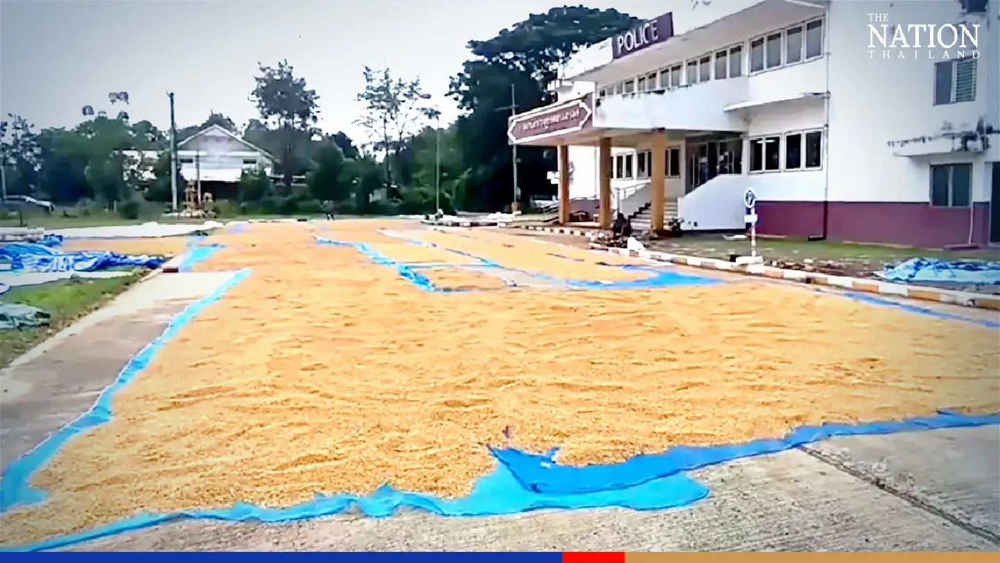 Korat farmers get free access to police station grounds to dry their paddy Korat farmers get free access to police station grounds to dry their paddy