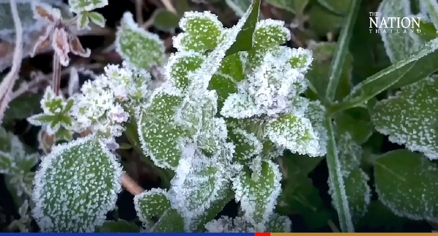 Chiang Mai’s Doi Inthanon dons its winter cape of frost