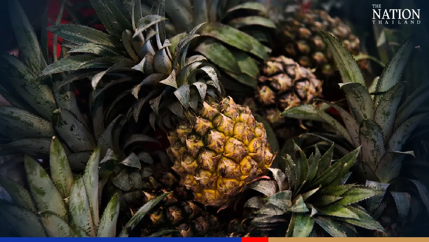 Agriculture Ministry to establish ‘pineapple metropolis’ next year: Alongkorn Agriculture Ministry to establish ‘pineapple metropolis’ next year: Alongkorn