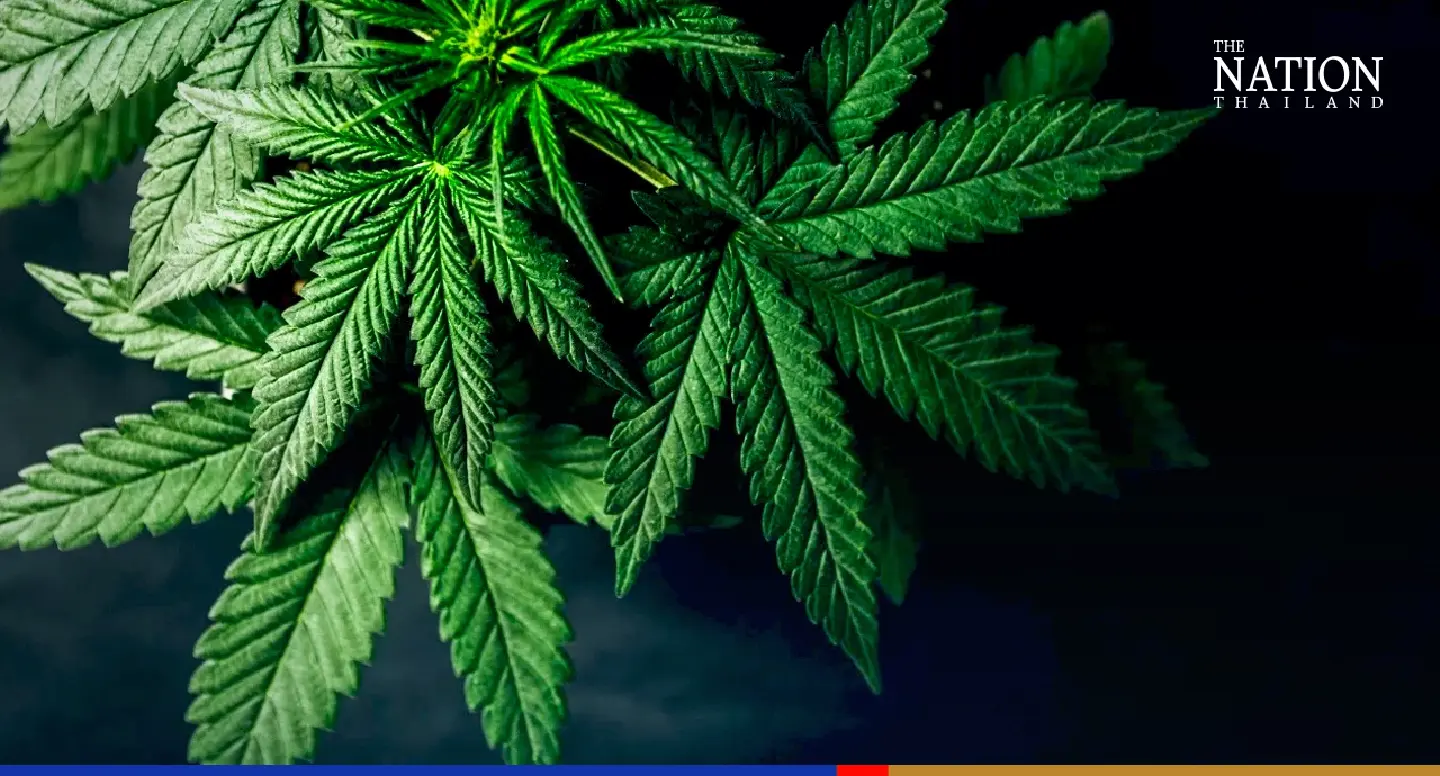 Enforce effective laws to control cannabis consumption in Thailand: activist Enforce effective laws to control cannabis consumption in Thailand: activist