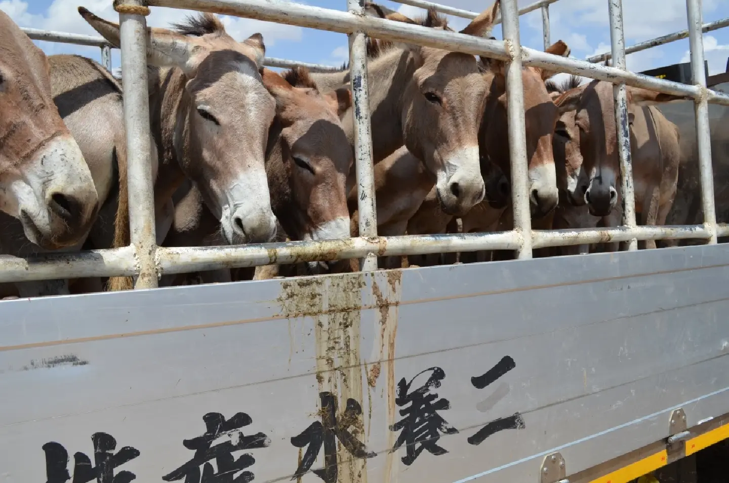 New Report Reveals Biosecurity Risks of Donkey Skin Trade