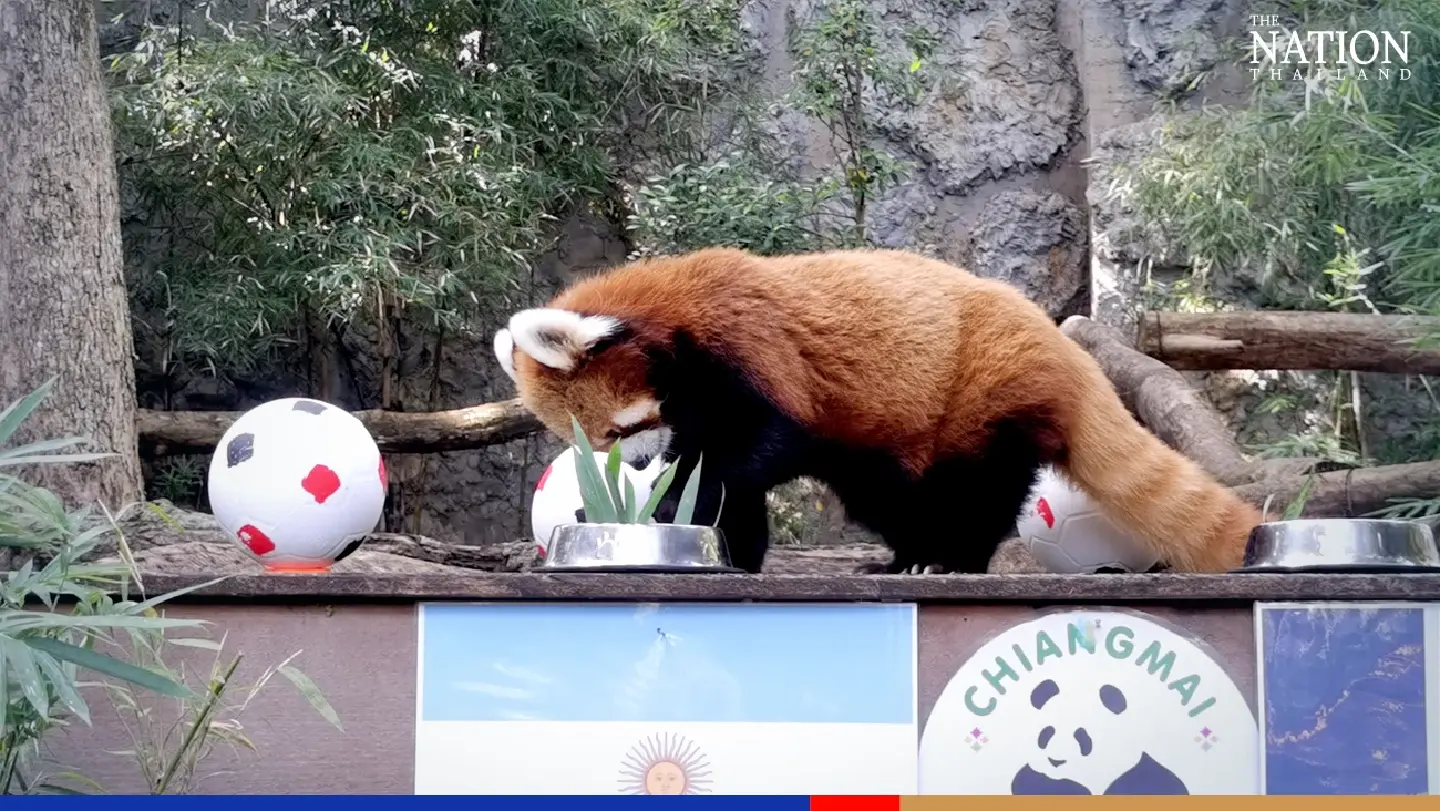 Panda predicts Argentina will defeat France in Sunday’s World Cup finals Panda predicts Argentina will defeat France in Sunday’s World Cup finals