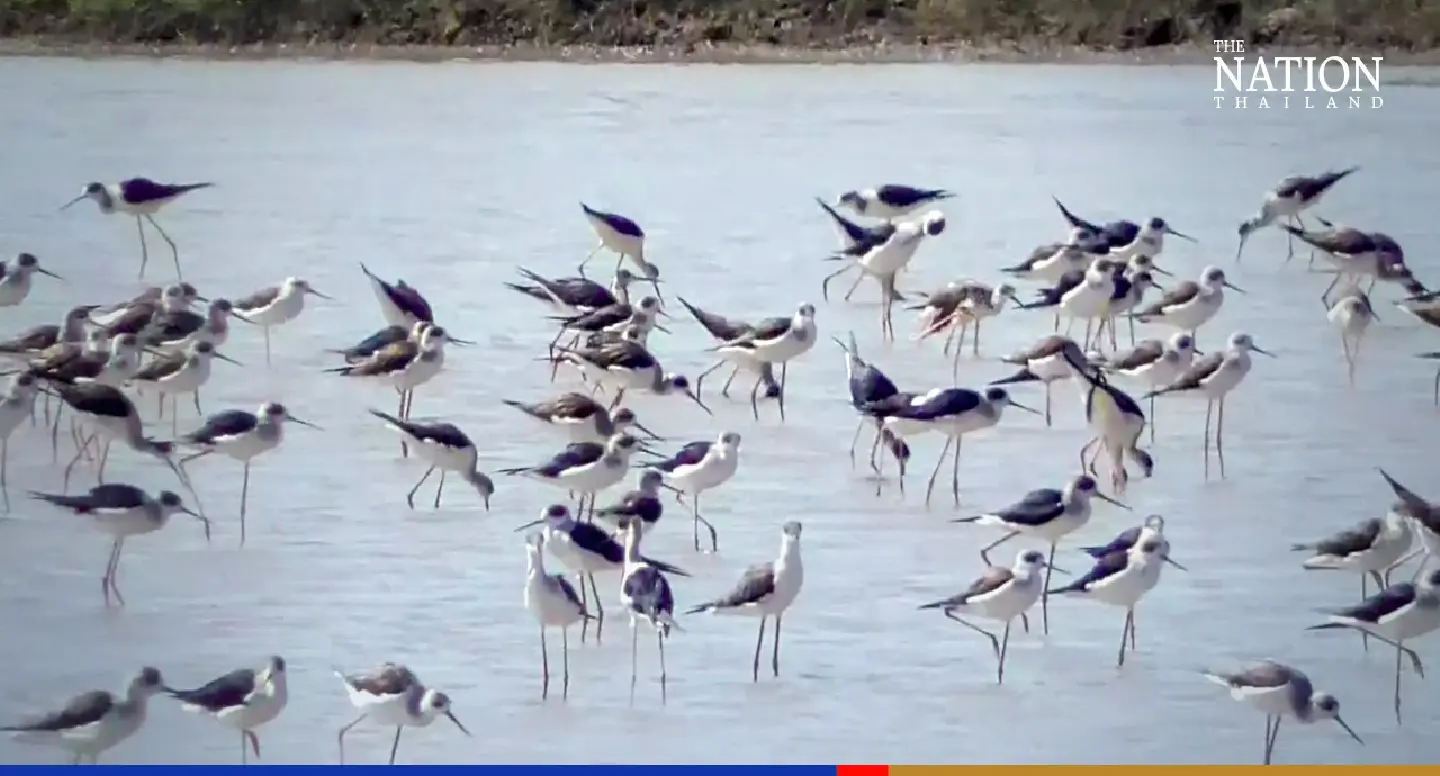 Massive flock of stilts startles village residents in Ang Thong Massive flock of stilts startles village residents in Ang Thong