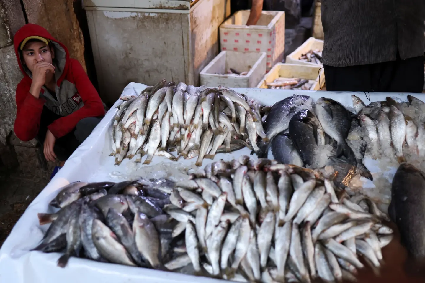 Philippines bans the import of certain fish species