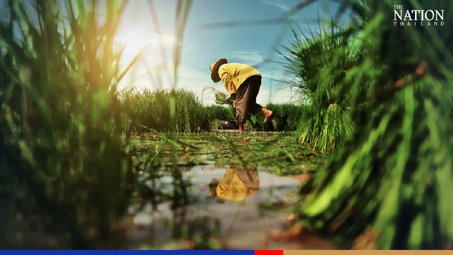 Farm output set to accelerate its rise next year: Office of Agricultural Economics Farm output set to accelerate its rise next year: Office of Agricultural Economics