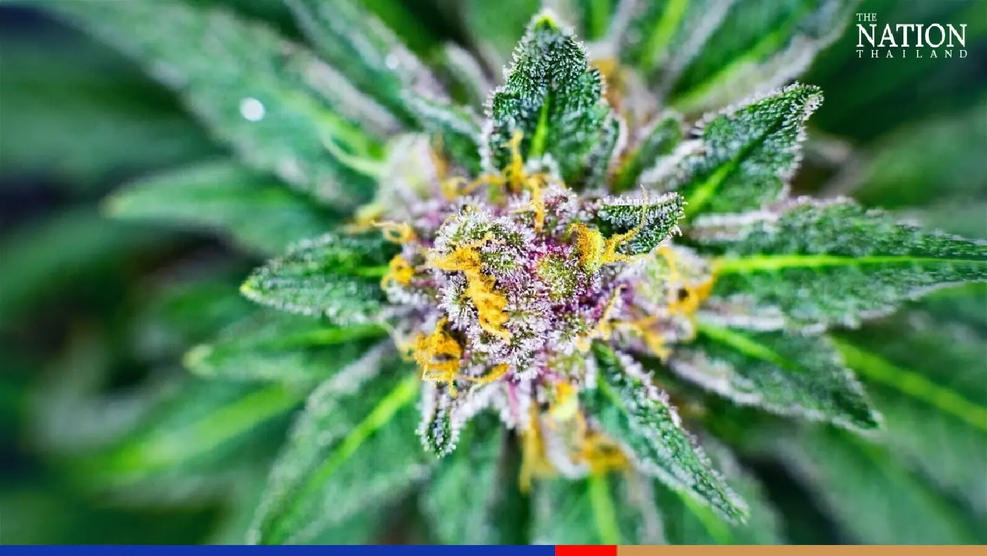 E-shopping platforms warned to stamp out ganja sales E-shopping platforms warned to stamp out ganja sales