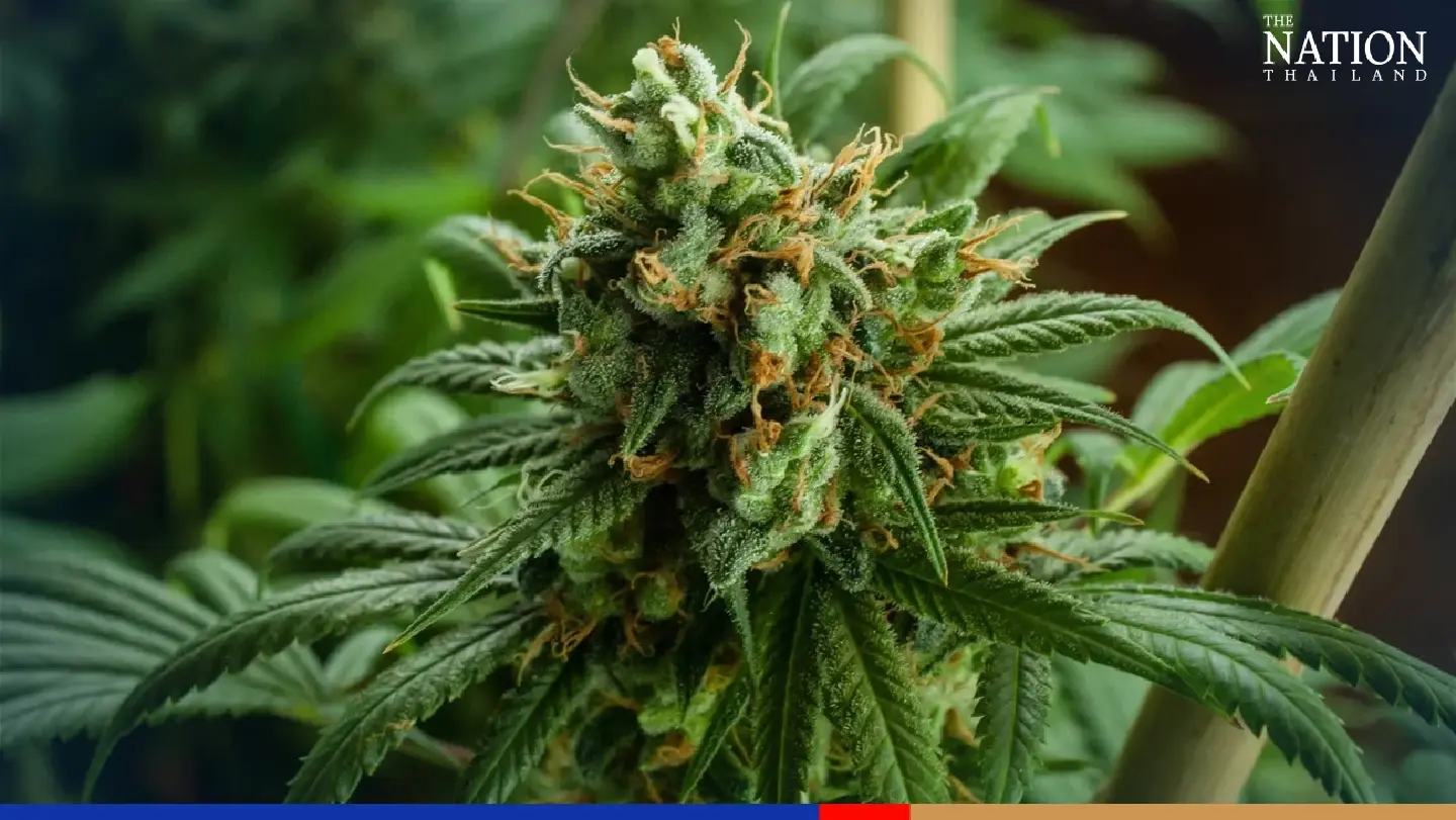 Parliament deletes Section 3 of cannabis bill, leaving herb in legal limbo