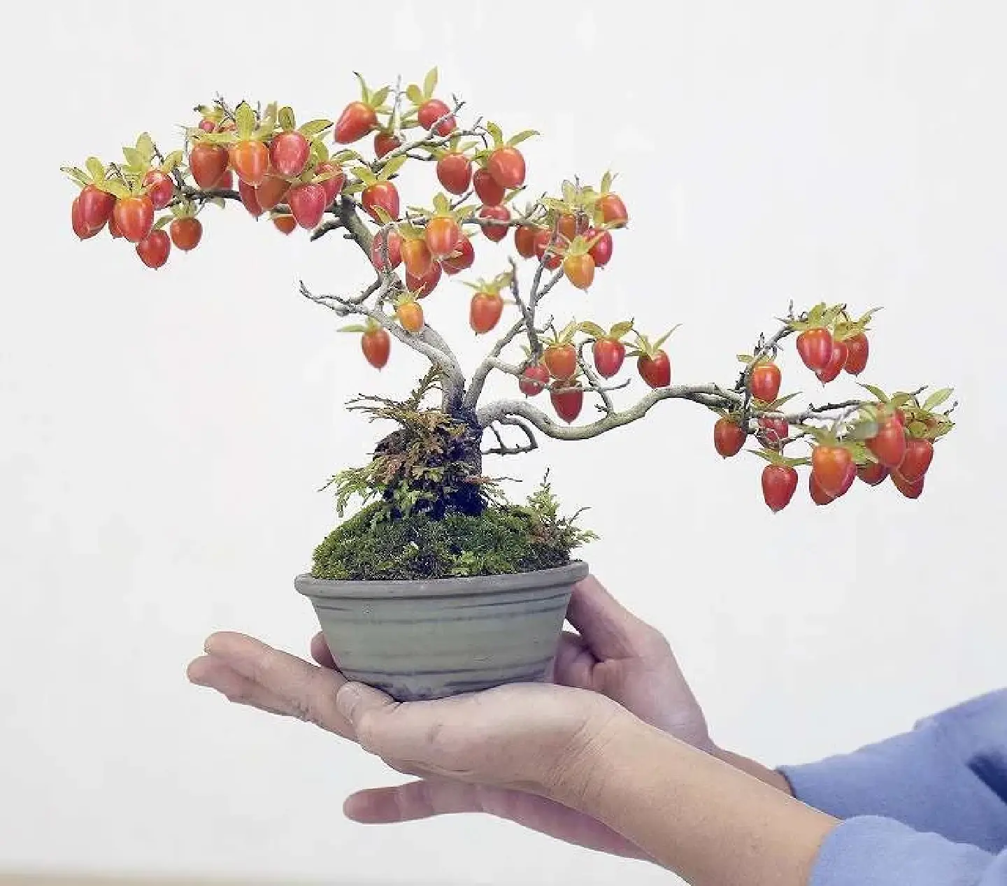 Mini-bonsai: Delicate, with a powerful presence Mini-bonsai: Delicate, with a powerful presence