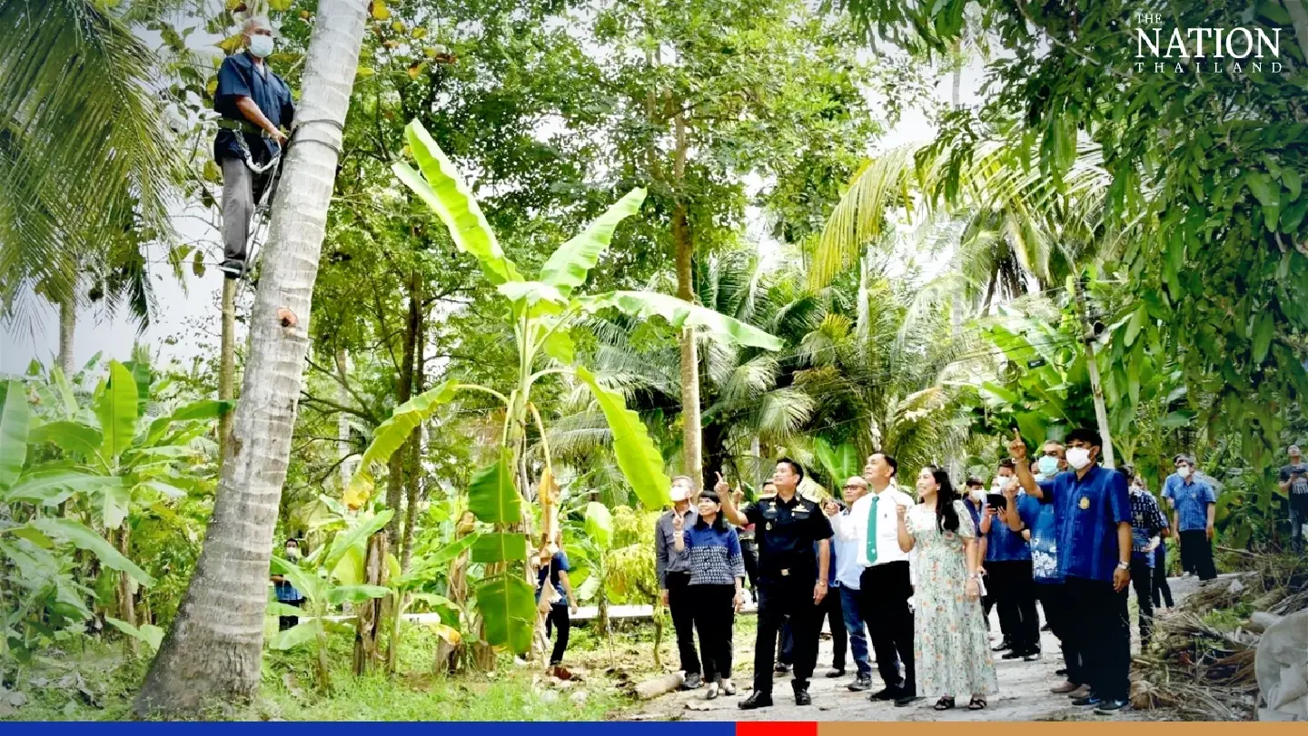 No monkey business: 2 coconut plantations get Thailand's cruelty-free stamp