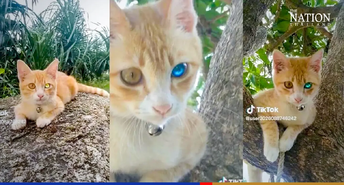 Thai cat with ‘diamond’ eye goes viral on TikTok ahead of lottery Thai cat with ‘diamond’ eye goes viral on TikTok ahead of lottery