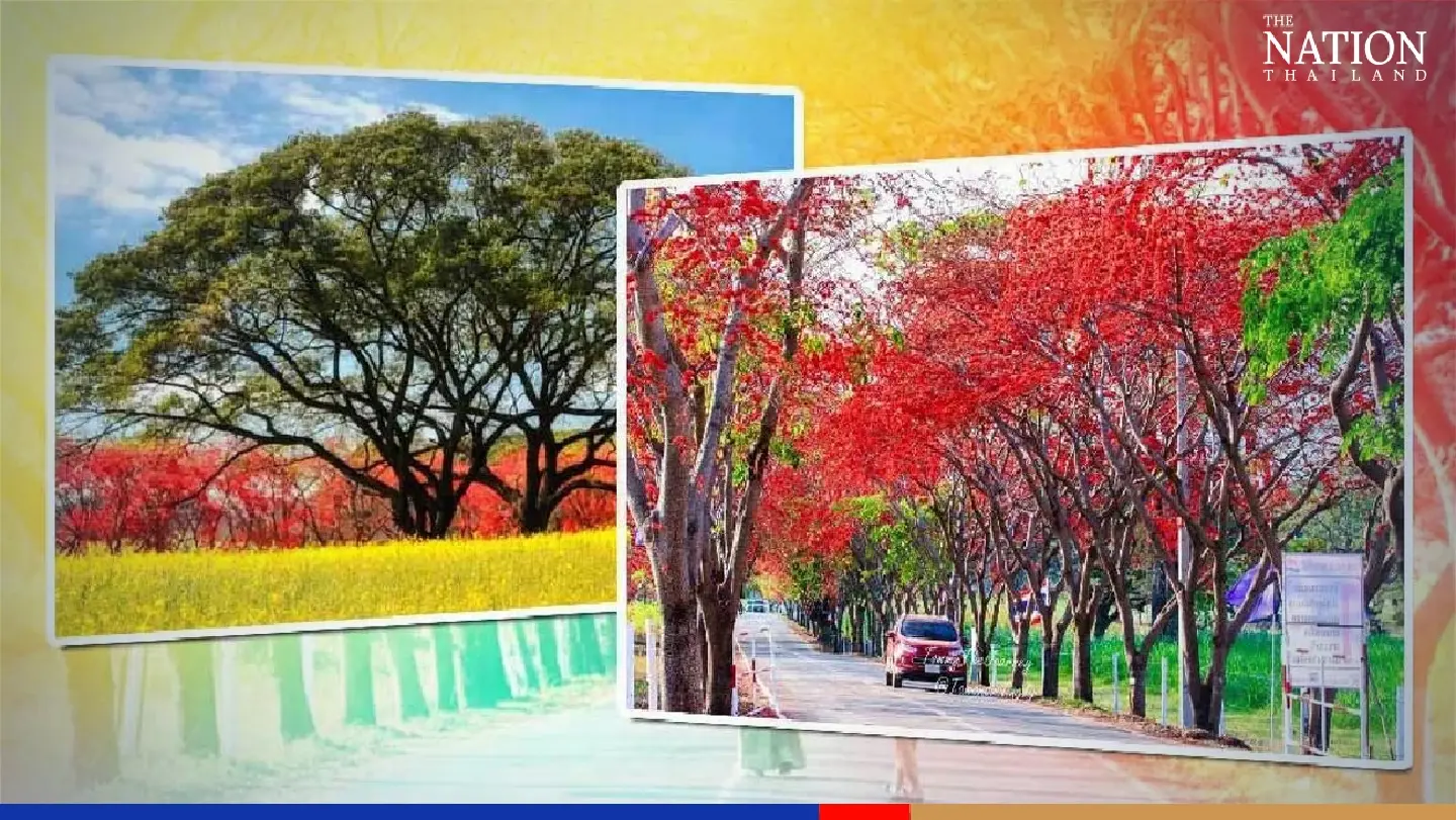 Tunnel of blooming monkey trees enticing tourists to Saraburi