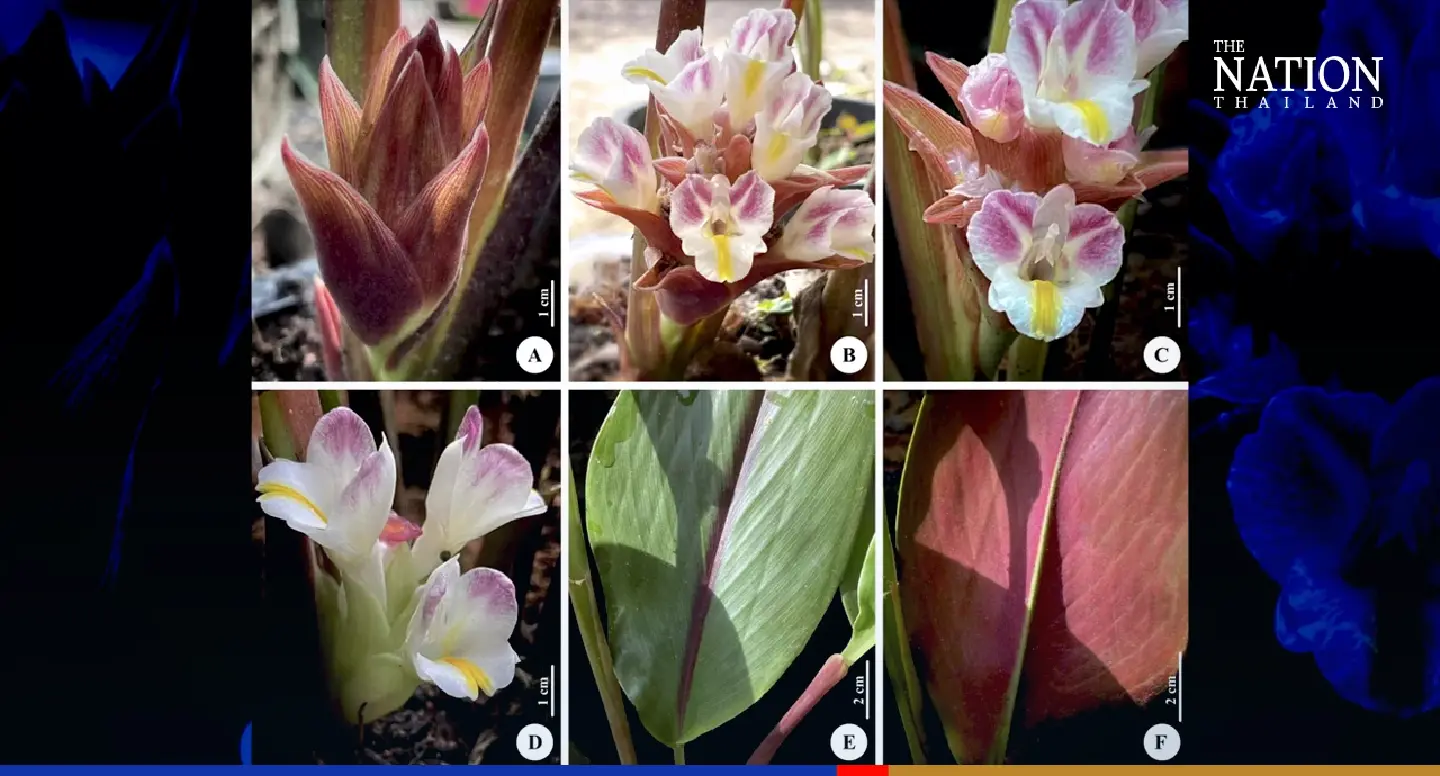 Thai botanists discover ‘most beautiful’ species of flowering tumeric