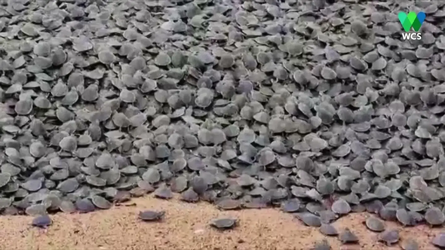 Take a peek at hundreds of thousands of baby turtles hatching! Take a peek at hundreds of thousands of baby turtles hatching!