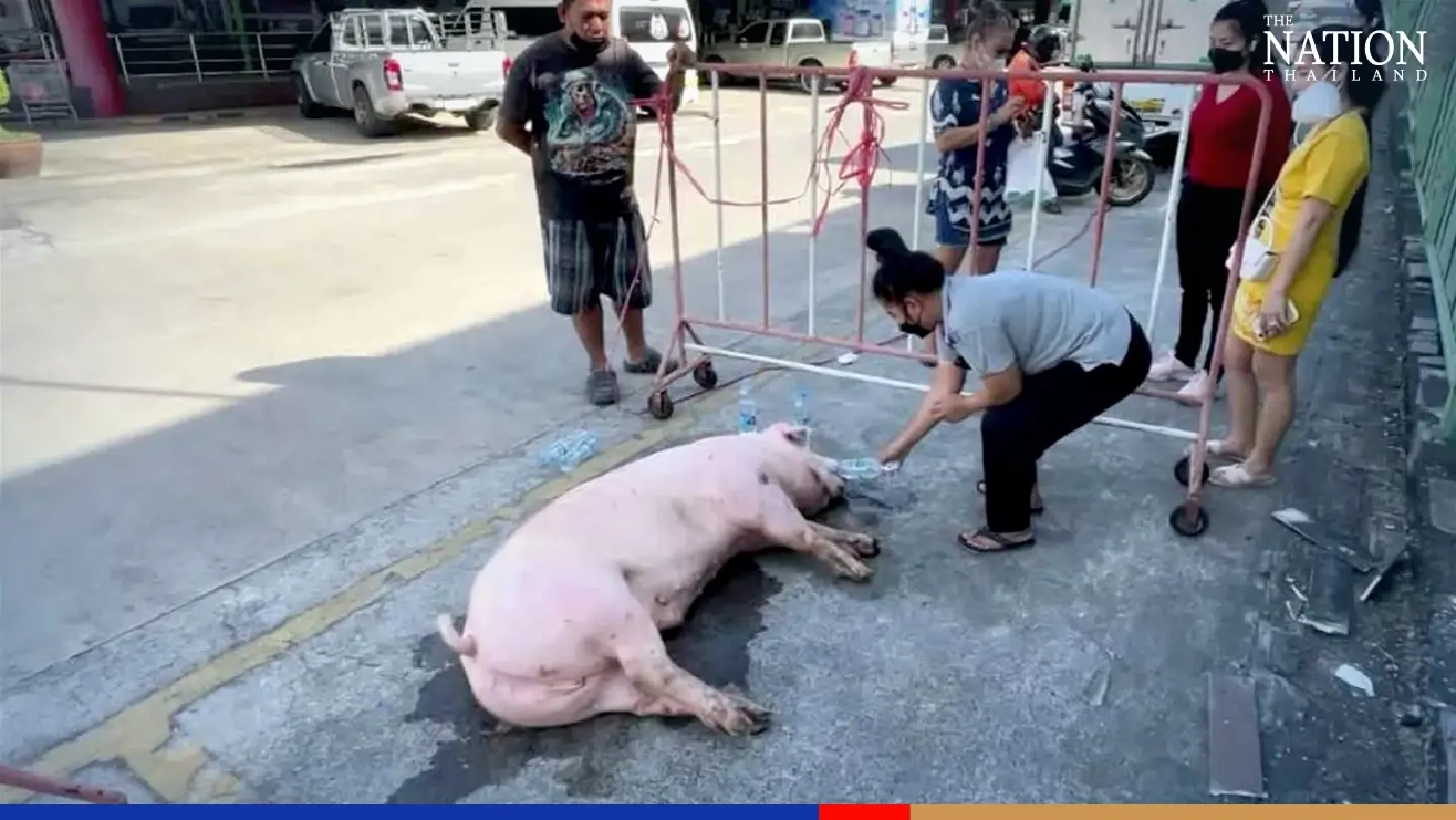 Pig saved from slaughter by a fall... and 5,000 baht Pig saved from slaughter by a fall... and 5,000 baht