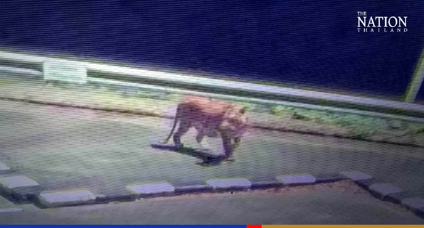Kanchanaburi’s Srinagarind Dam closed after tiger sighting Kanchanaburi’s Srinagarind Dam closed after tiger sighting