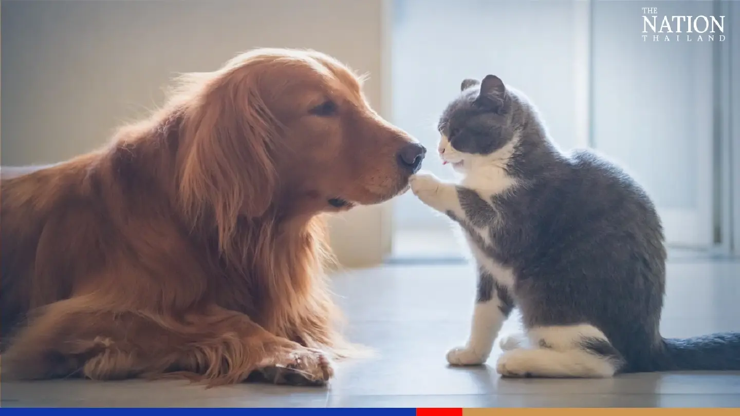 Pet industry sitting on a gold mine as nearly 50% of Thais don’t want children: survey