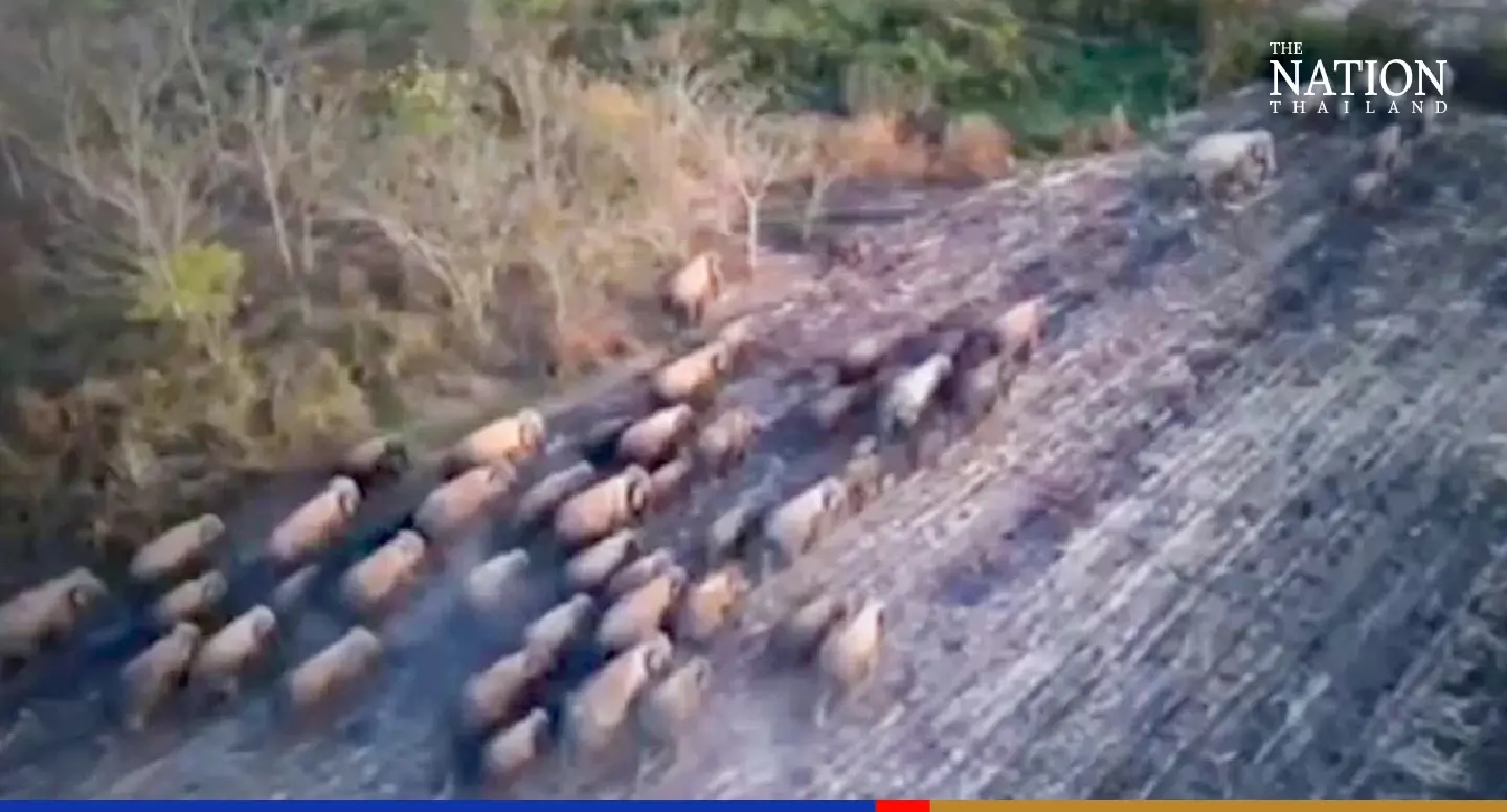 Prachin Buri plantations raided by 80 wild elephants looking for food Prachin Buri plantations raided by 80 wild elephants looking for food