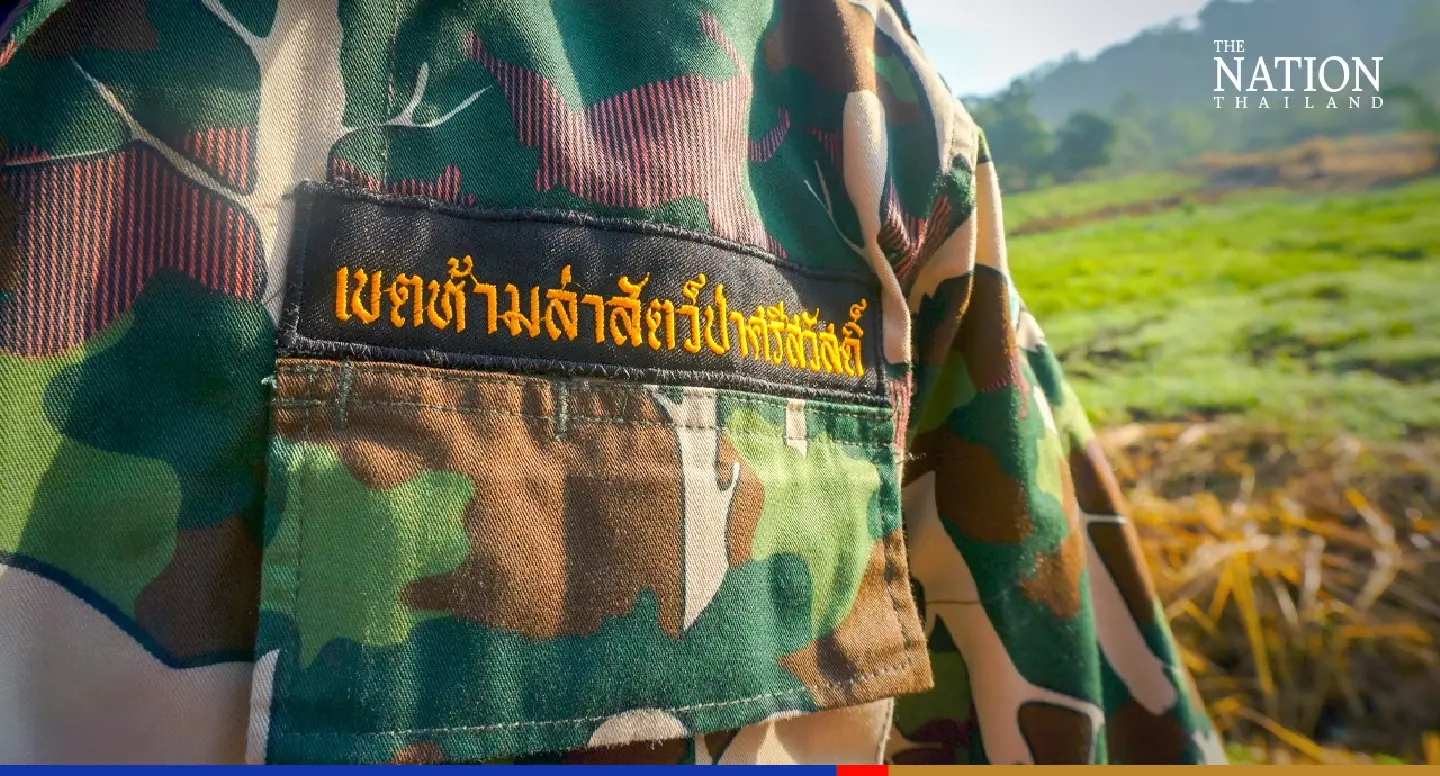 Kanchanaburi to declare no-hunting zone after surge in tiger, leopard sightings Kanchanaburi to declare no-hunting zone after surge in tiger, leopard sightings