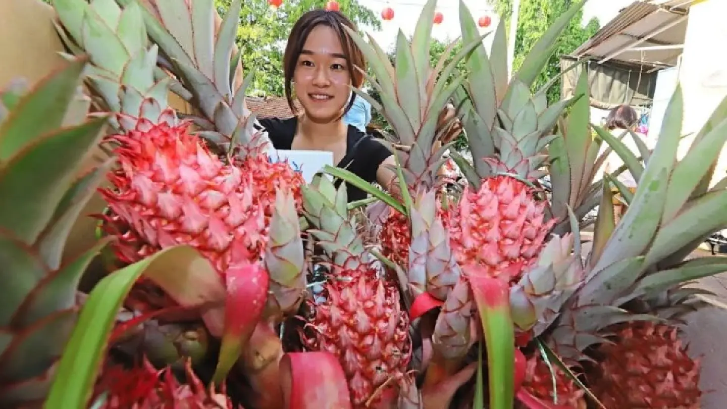 Red ‘ong lai’ makes auspicious comeback in Chinese New Year Red ‘ong lai’ makes auspicious comeback in Chinese New Year