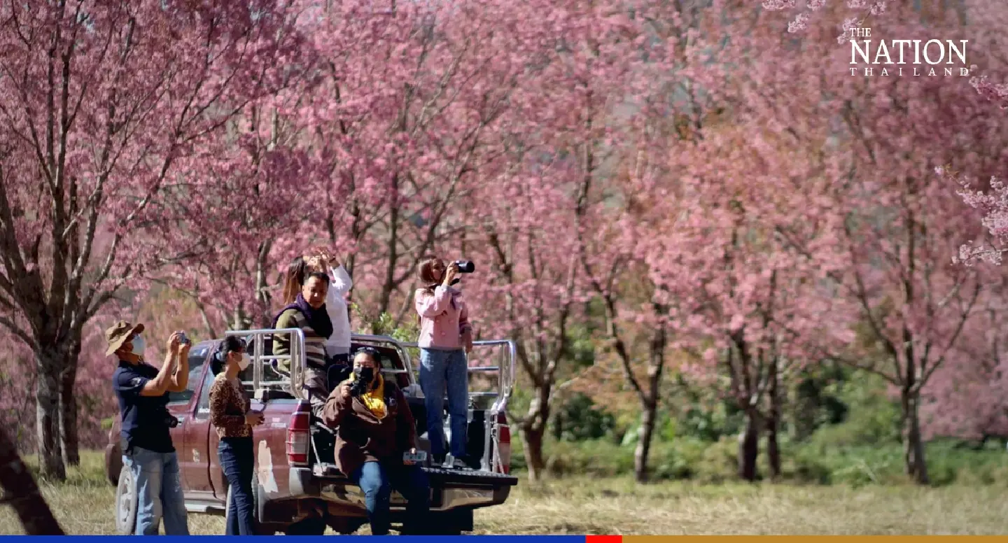 Flower power peaks as Tiger Queens bloom in the North
