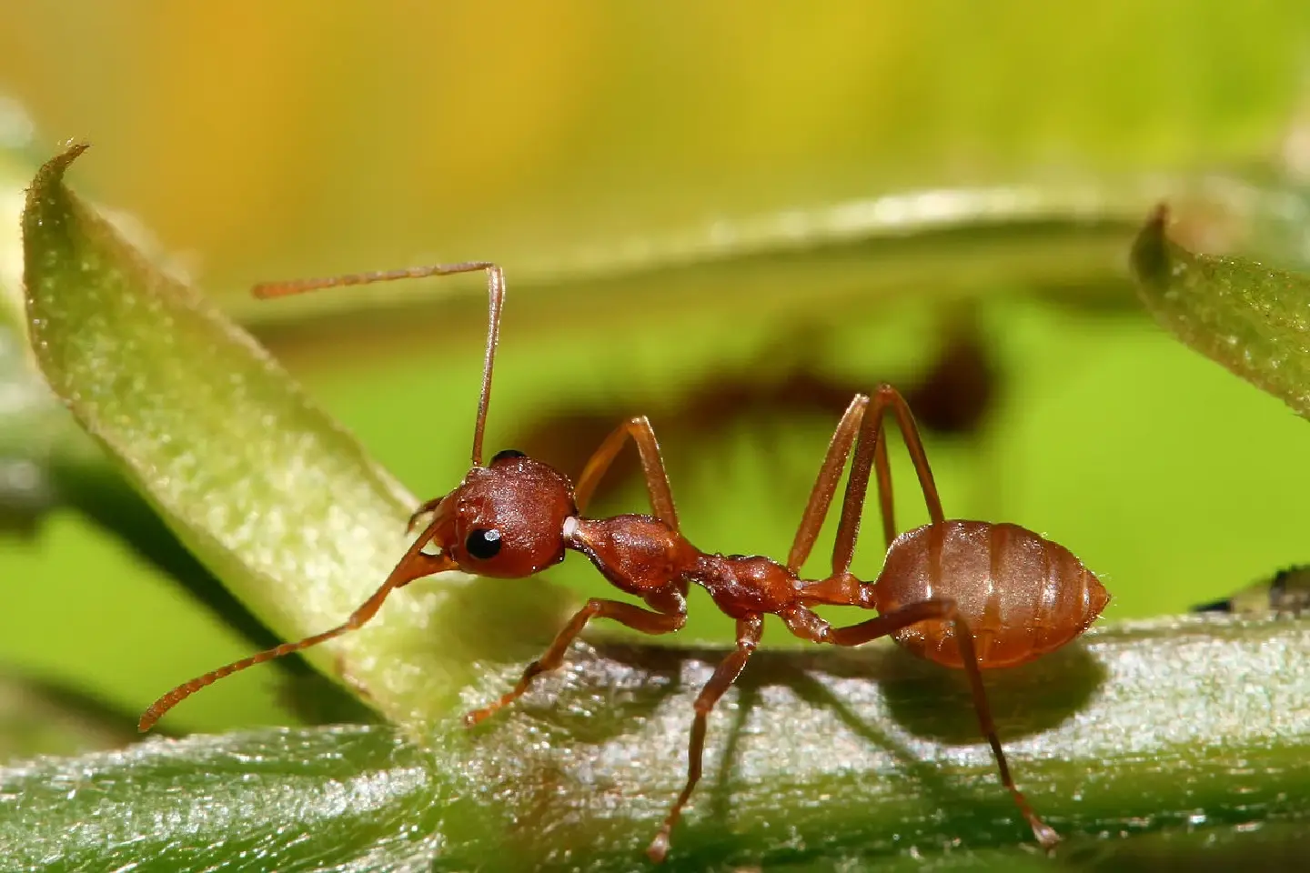 Ant farms turn from science project to new agri-business in Cambodia