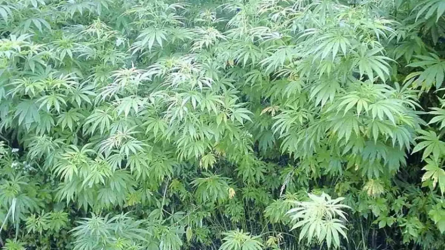 Japanese government set to legalize medical marijuana
