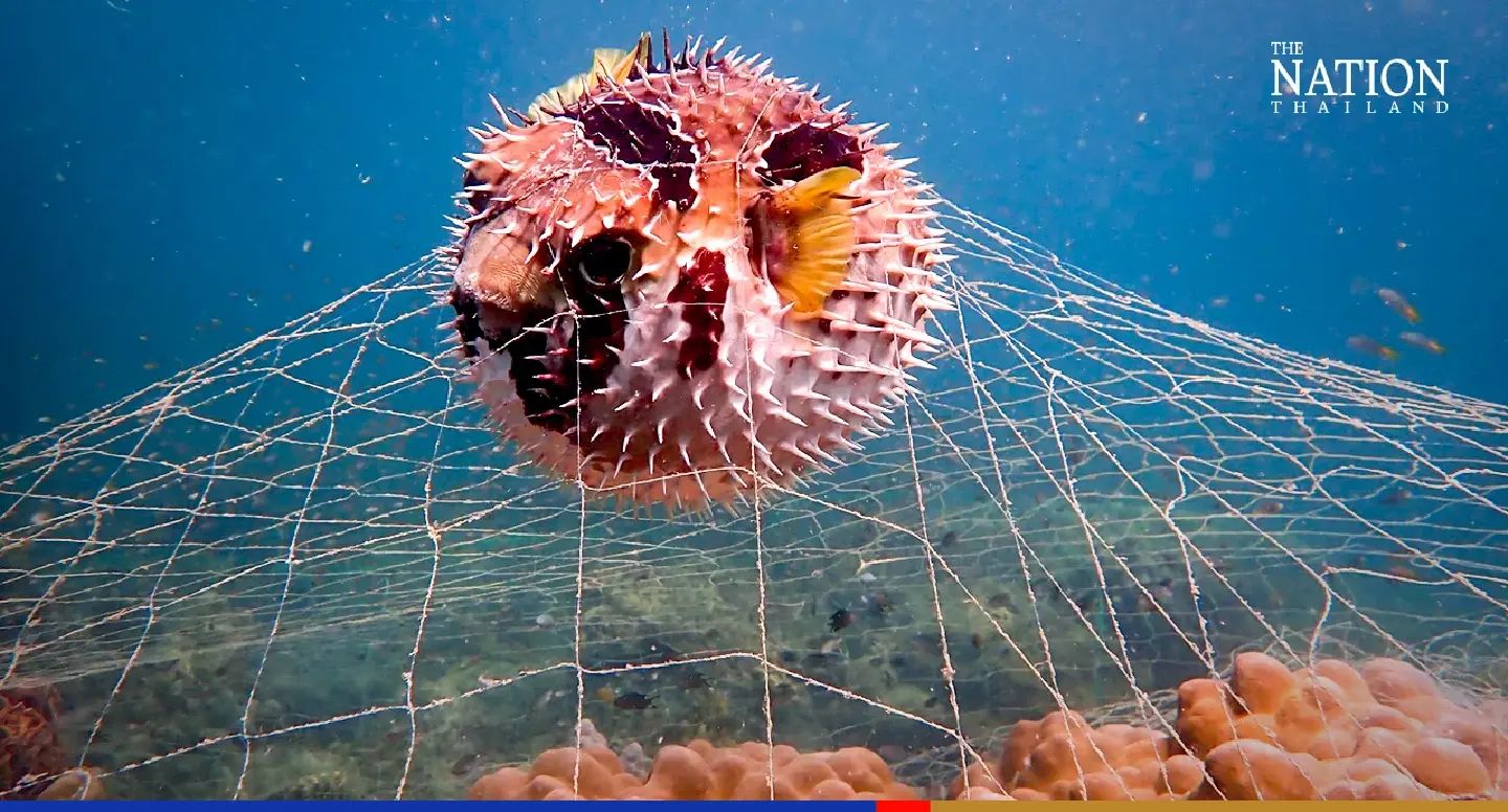Diver discovers ‘horrific destruction’ in Trang national park