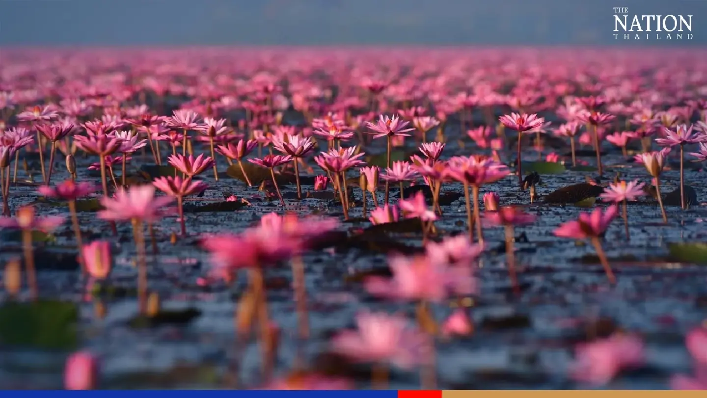 Carpet of lilies lures visitors to Nong Han lake in Udon Thani