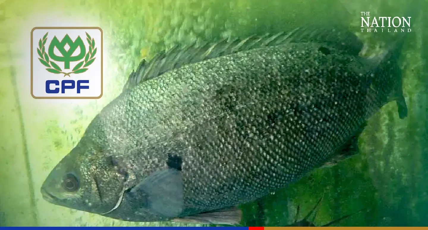 Jade perch: Is it a viable fish for Thailand?