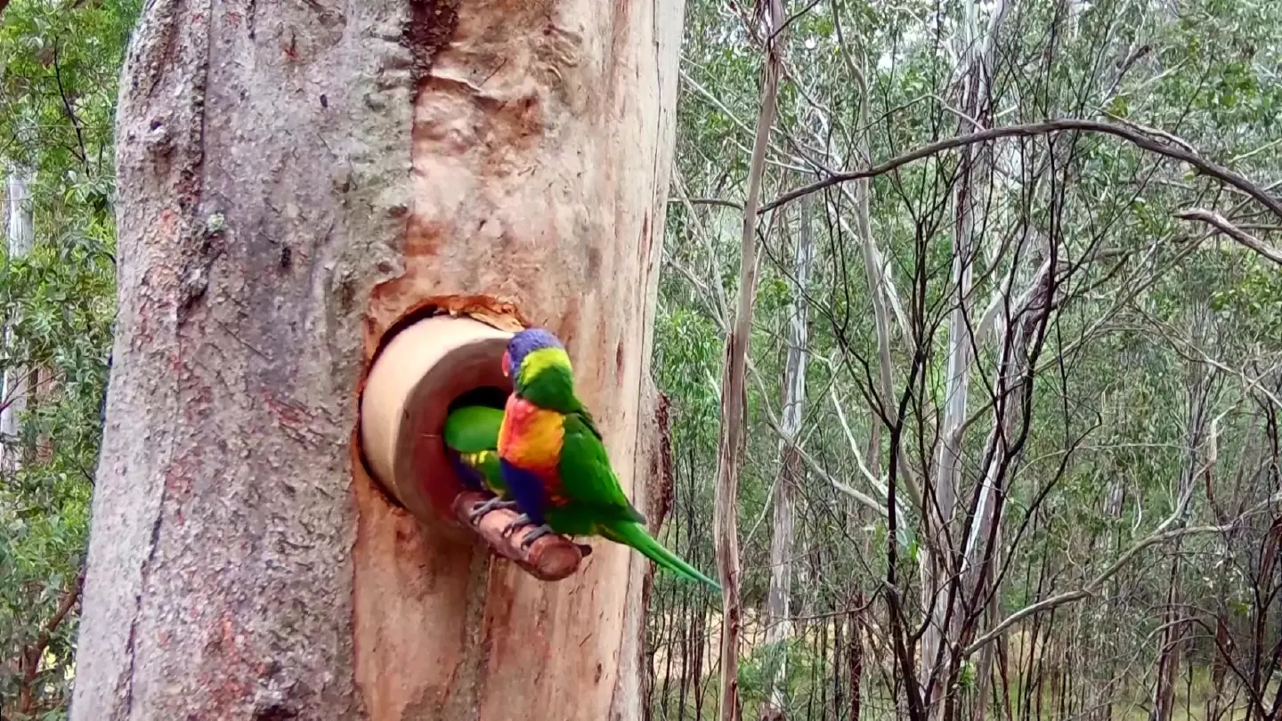 World’s first that’s saving Australia’s wildlife one treehole at a time