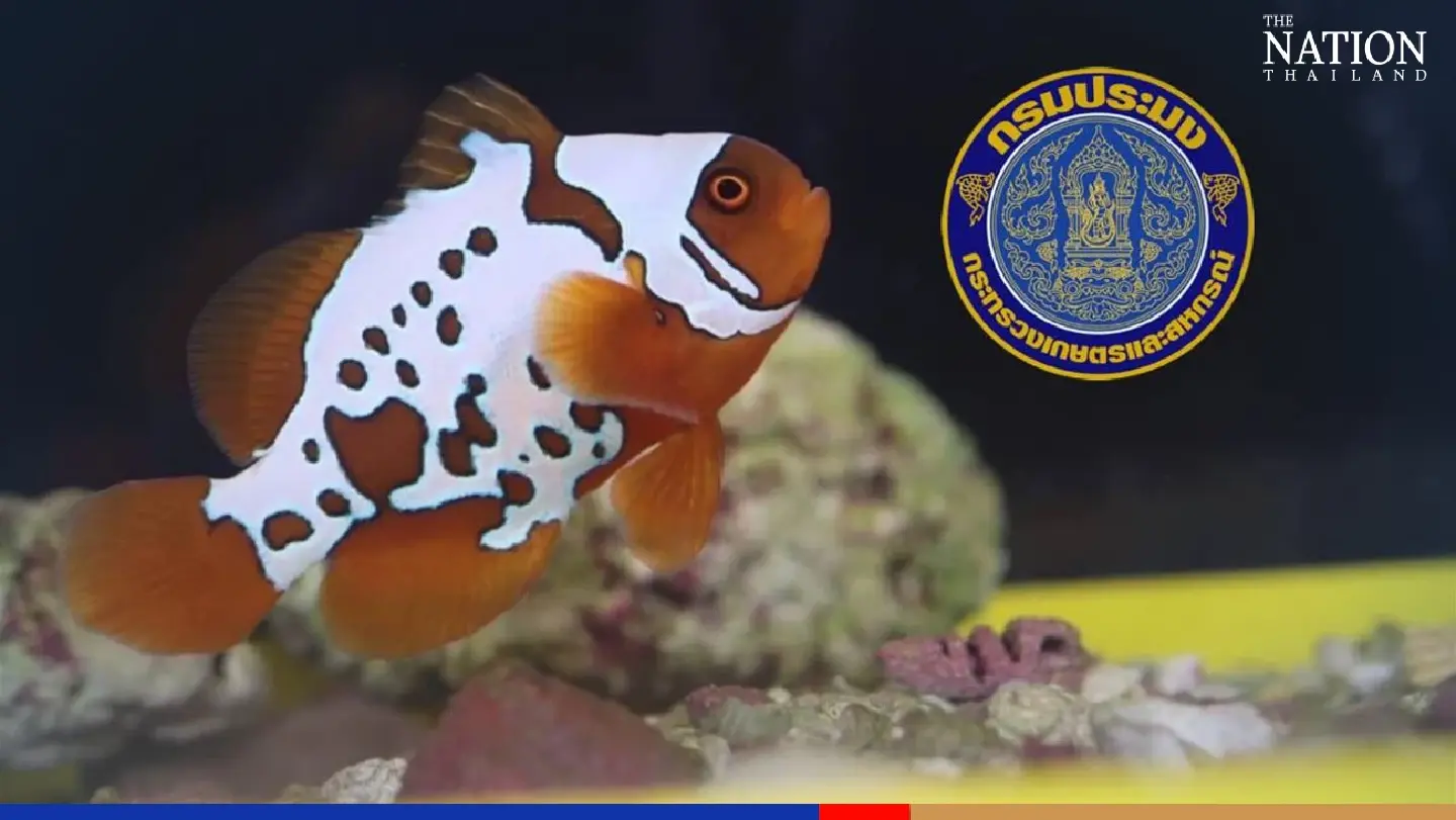 Fisheries department debuts new breed of gender-fluid clownfish