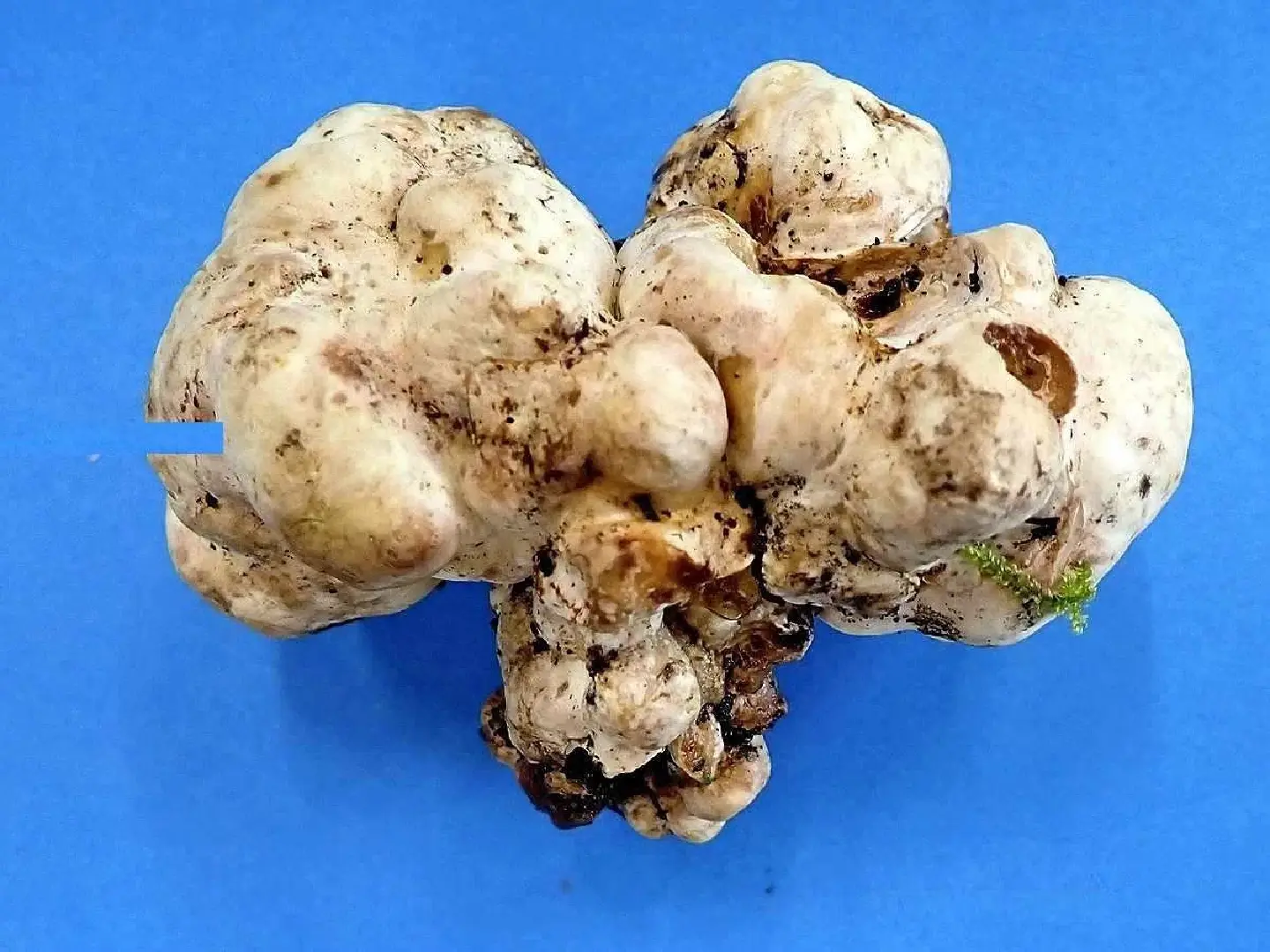 Truffles Successfully Cultivated by Japanese Researchers Truffles Successfully Cultivated by Japanese Researchers