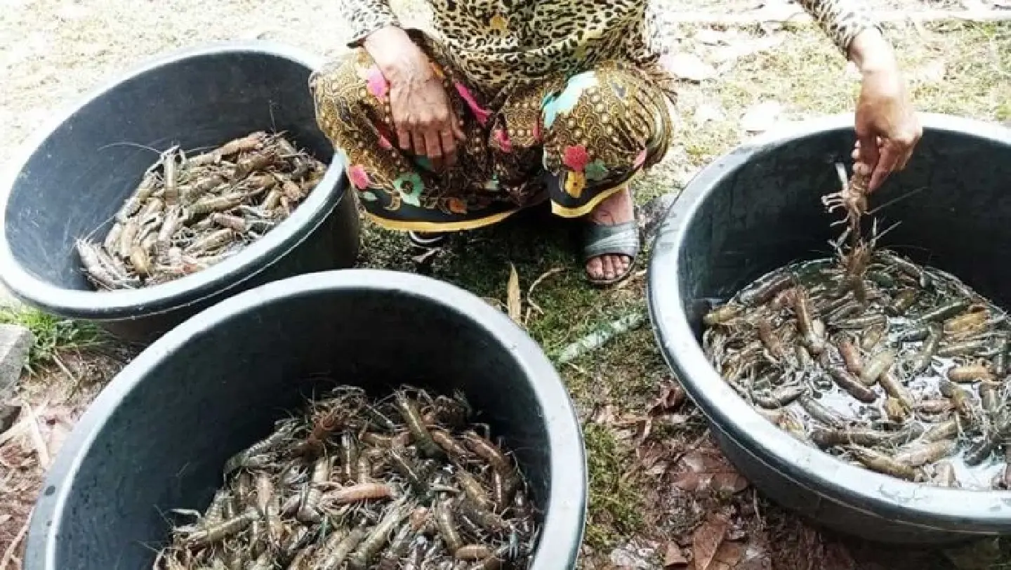 Cambodian farmer floods fields with Aussie crayfish