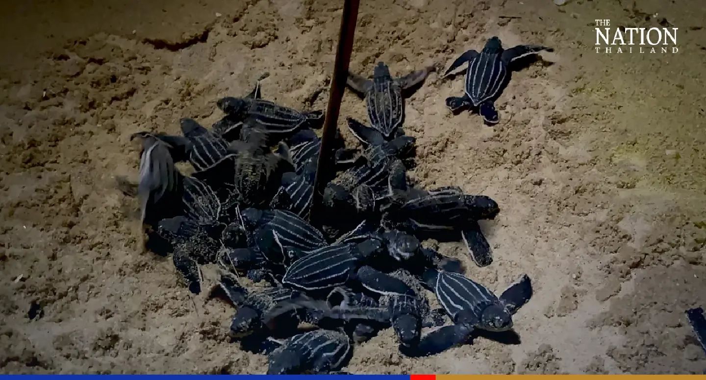 Leatherback hatchlings emerge from ‘turtle beach’ this morning Leatherback hatchlings emerge from ‘turtle beach’ this morning